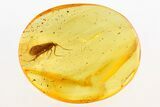 Detailed Fossil Caddisfly (Trichoptera) In Baltic Amber #288170-1
